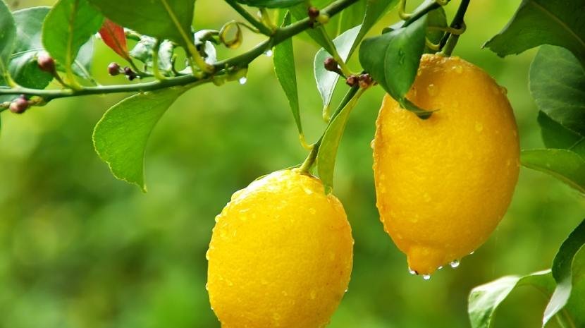 Hoy es el Día Mundial del Limón referente citrícola del país y nuestra Ciudad